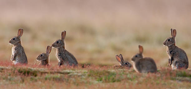 Rabbit (Oryctolagus cuniculus)  Rabbits rabbit game meat stock pictures, royalty-free photos & images
