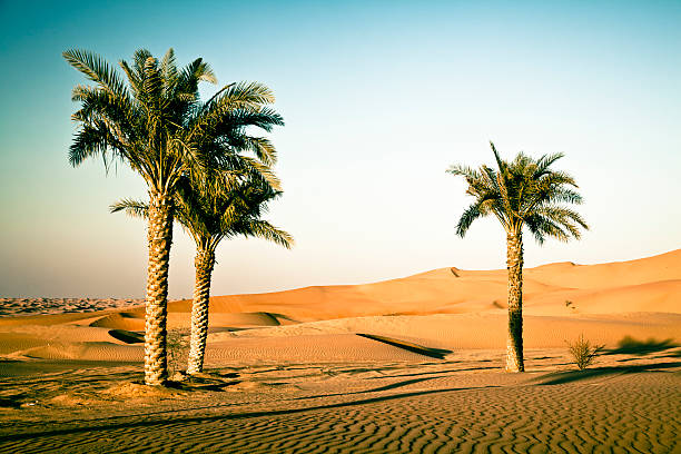 istock Desert Palms Rub' al Khali of Abu Dhabi, UAE 184265799
