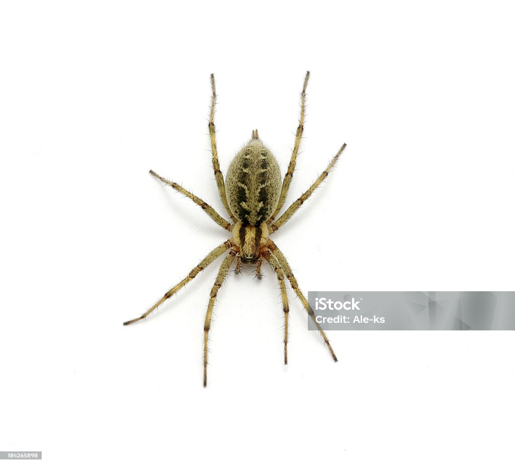 Spider - Lizenzfrei Bildhintergrund Stock-Foto