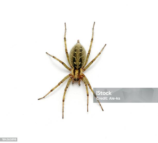 Spider Stockfoto und mehr Bilder von Bildhintergrund - Bildhintergrund, Extreme Nahaufnahme, Fotografie