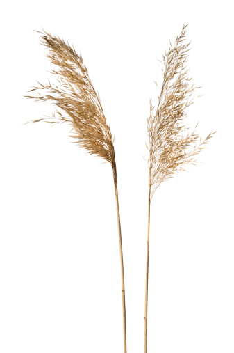 Common reed (Phragmites australis) inflorescence isolated on white.