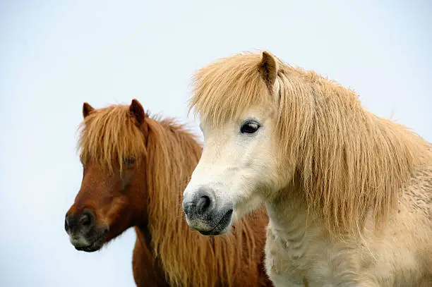 Close-up of two Shetland Ponys