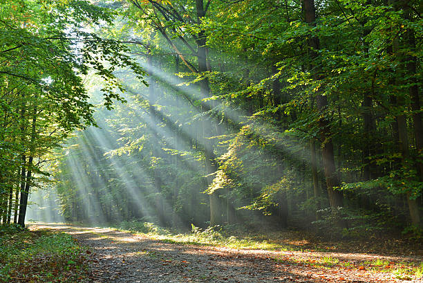 Forest Autumn dawn in forest single track stock pictures, royalty-free photos & images