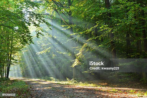 Forest Stock Photo - Download Image Now - Forest, Footpath, Tree