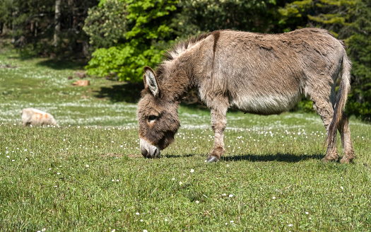 Portrait of  donkey eating grass outside in the meadow