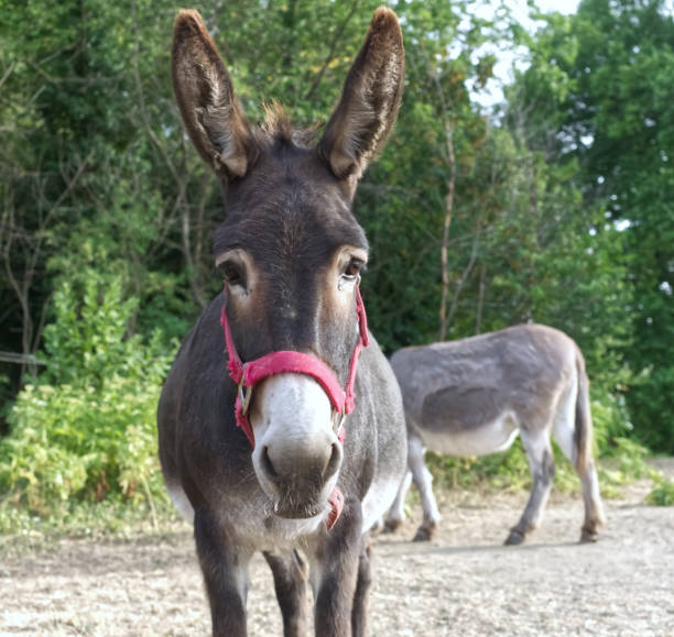 Donkey wearing pink halter, looking at camera stock photo