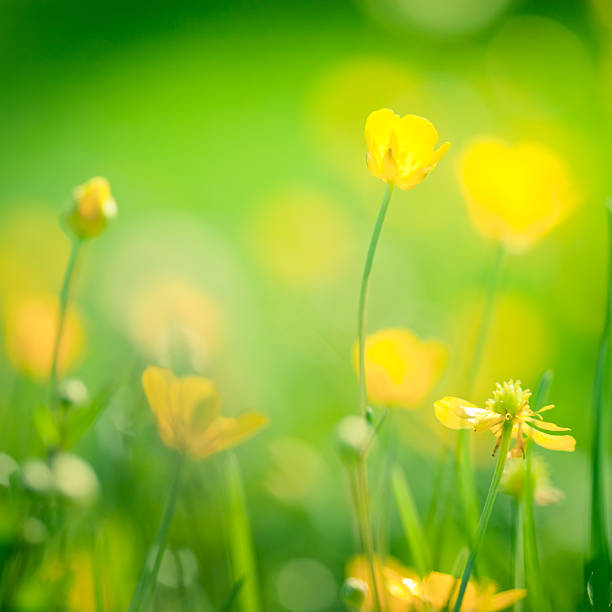 istock Buttercup flowers in the field. 184266167