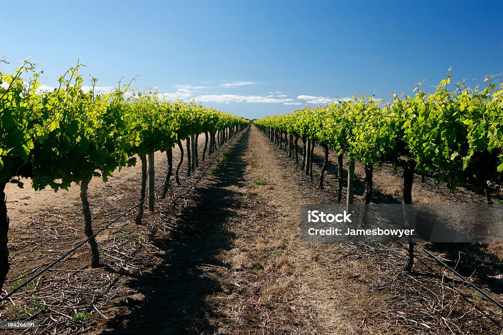 Grape Vines View of Young Grape Vines looking down row Adelaide Stock Photo