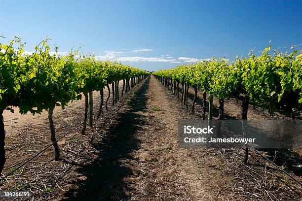 Grape Vines Stock Photo - Download Image Now - Adelaide, Agriculture, Australia