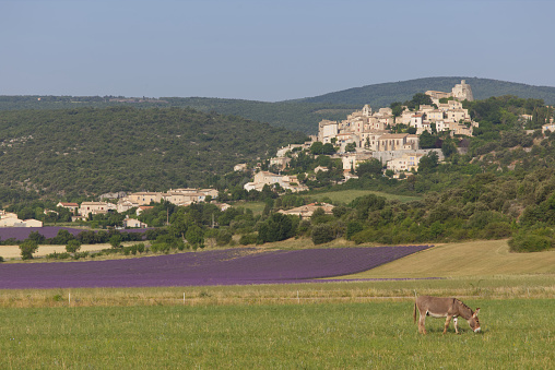 Animal grazing and lavender in bloom below Simiane la Rotonde