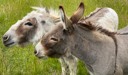 portrait of young donkey, gray and brown, in the field. farm animals.