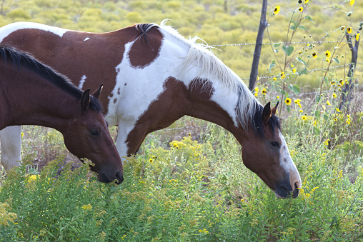 A small but overweight pony runs through a grass paddock.
