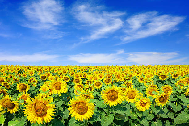 Landscape - Sunflowers stock photo