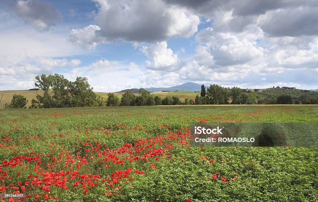 Cielo minaccioso e prato di papaveri in Val d'Orcia, Toscana, Italia - Foto stock royalty-free di Agricoltura