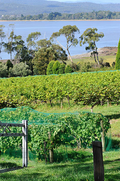 istock Winery in Tamar Valley,Tasmania, 184266312
