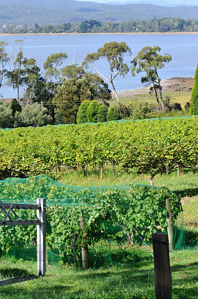 estabelecimento vinícola no vale tamar, tasmânia, - netting champagne wine drink imagens e fotografias de stock