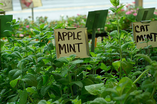 istock Apple mint and other herbs for sale 184266404
