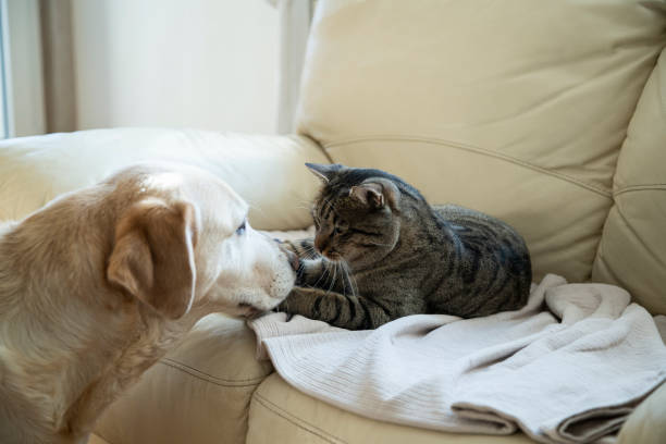 istock Cat and dog together at home 1842664965