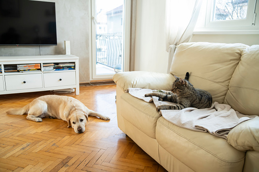 Cat and dog together at home