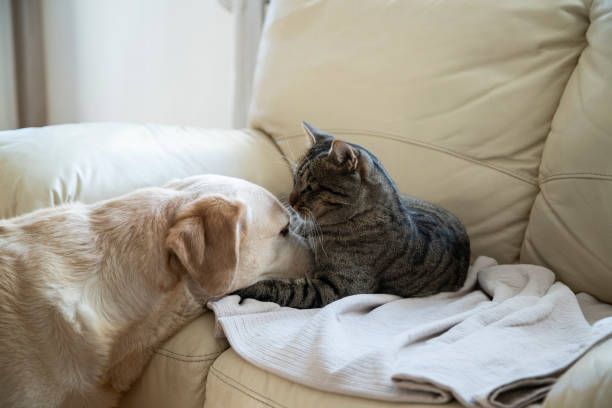 istock Cat and dog together at home 1842664967
