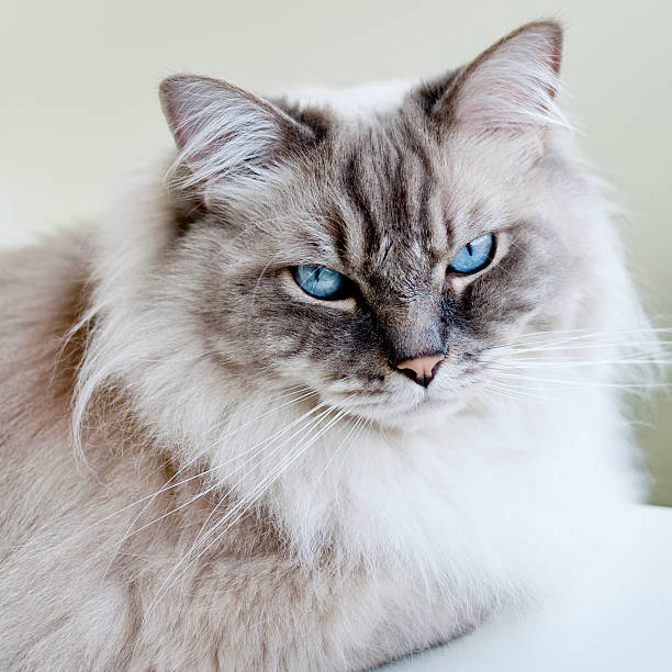 istock Close-up of Ragdoll Cat 184266500