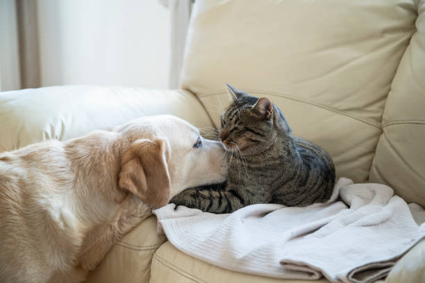 istock Cat and dog together at home 1842665510