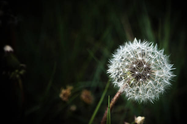 istock Dandelion Flower Seeds Closeup 184266568