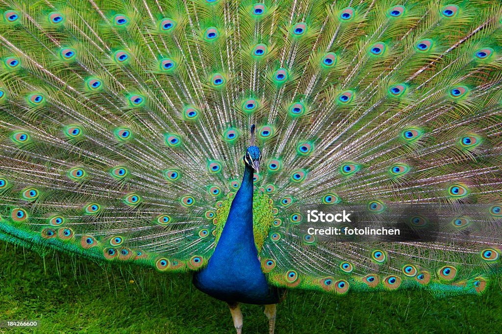 Porträt der Pfau mit Federn aus - Lizenzfrei Einzelnes Tier Stock-Foto