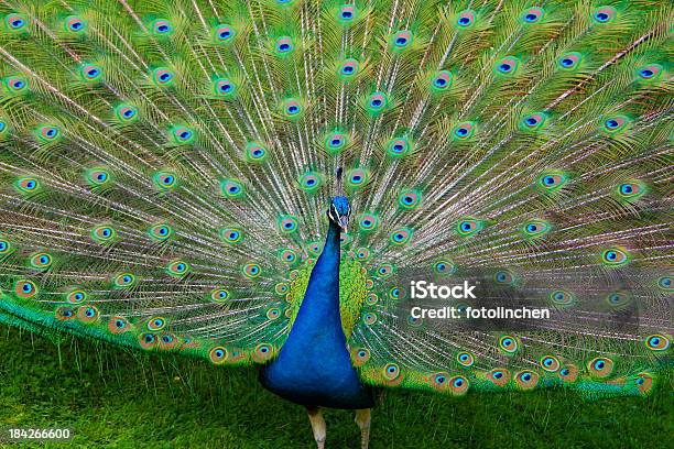 Porträt Der Pfau Mit Federn Aus Stockfoto und mehr Bilder von Einzelnes Tier - Einzelnes Tier, Farbton, Fasan