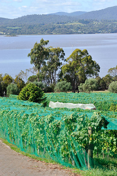 estabelecimento vinícola no vale tamar, tasmânia, - netting champagne wine drink imagens e fotografias de stock