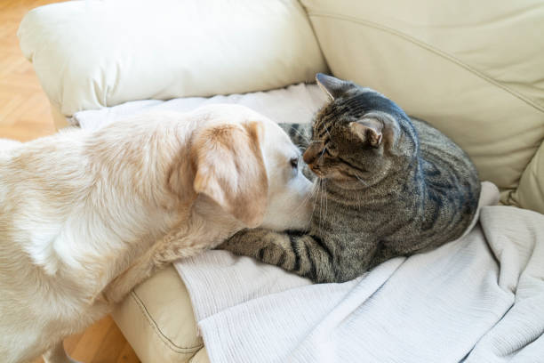 istock Cat and dog together at home 1842666038