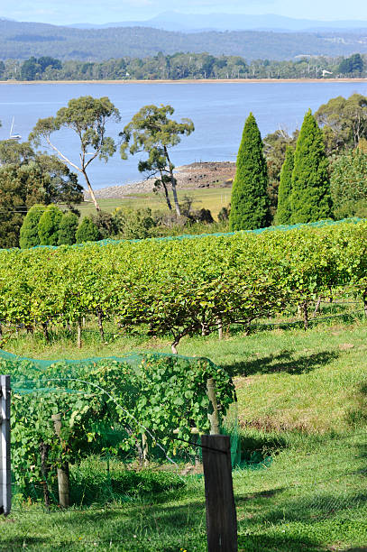 estabelecimento vinícola no vale tamar, tasmânia, - netting champagne wine drink imagens e fotografias de stock