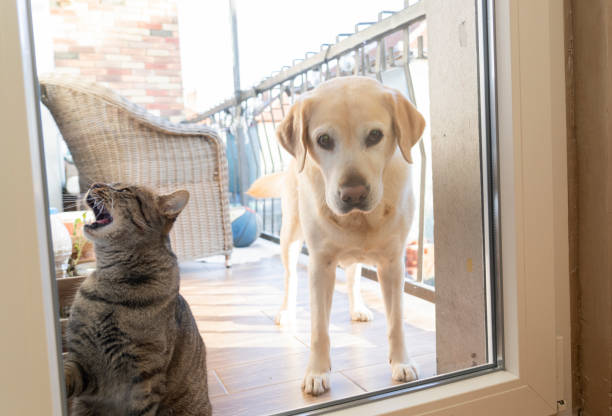 istock Cat and dog together at home 1842667073