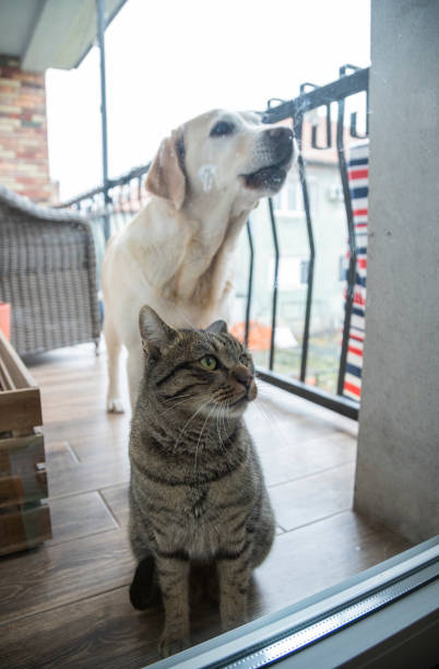 istock Cat and dog together at home 1842667125
