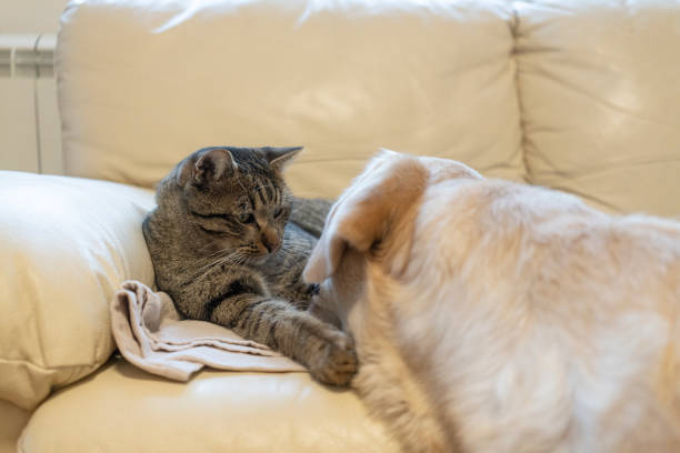 istock Cat and dog together at home 1842667697