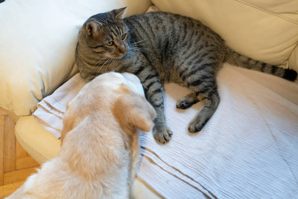 Cat and dog together at home