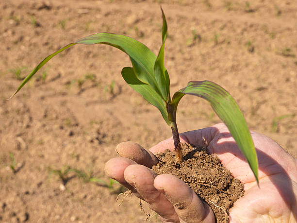 istock acorn plant with dirt in someone's hand 184266862