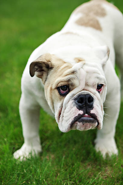 istock English Bulldog 184266915