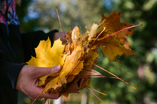 woman holds a lot of autumn leaves in her hand, beautiful autumn colors and a close-up view of the leaves with a blurred background.