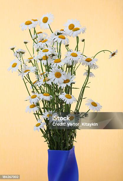 Camomile - Fotografias de stock e mais imagens de Amarelo - Amarelo, Azul, Bouquet