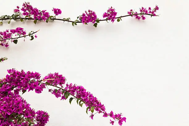 "Natural flower frame of bougainvillea on white wall in Southern Turkey, Kas."