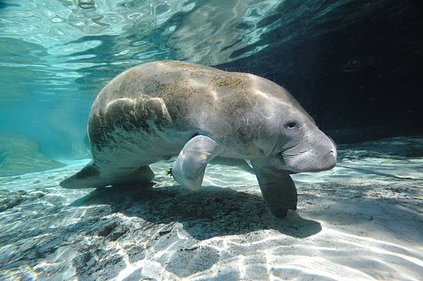 manatí - manatee fotografías e imágenes de stock