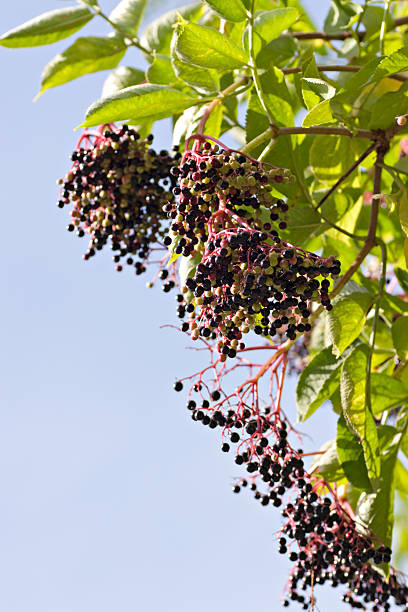 Elderberry and leaves against blue sky stock photo