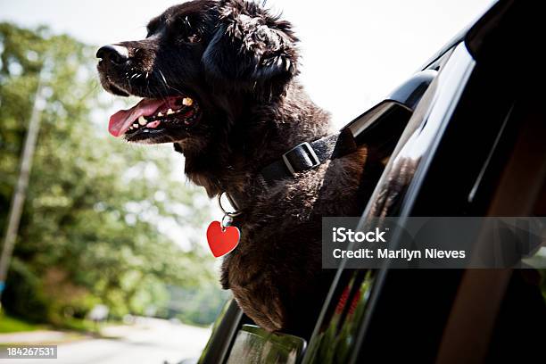 Photo libre de droit de Pour Le Chien banque d'images et plus d'images libres de droit de Animaux de compagnie - Animaux de compagnie, Voiture, Activité