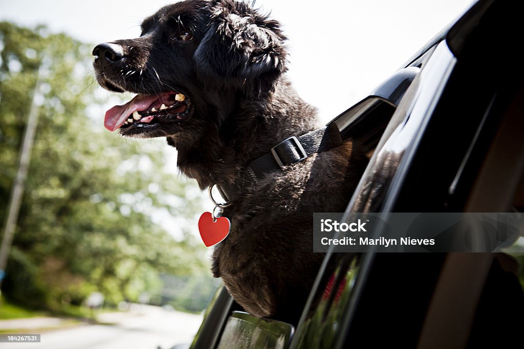 carefree Cachorro - Foto de stock de Animal de estimação royalty-free