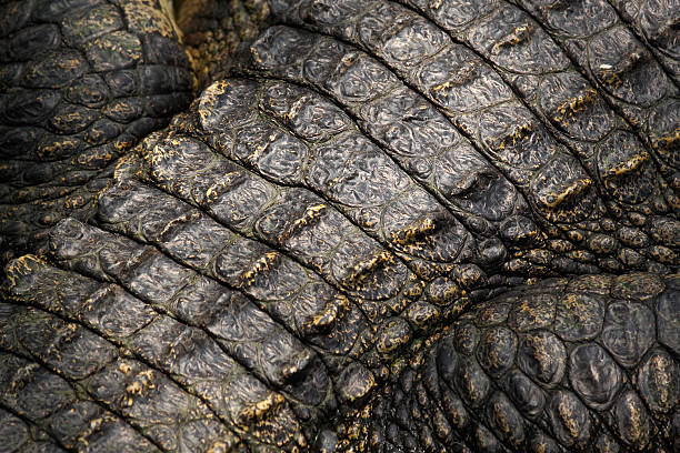 istock Crocodile skin detail 184267794