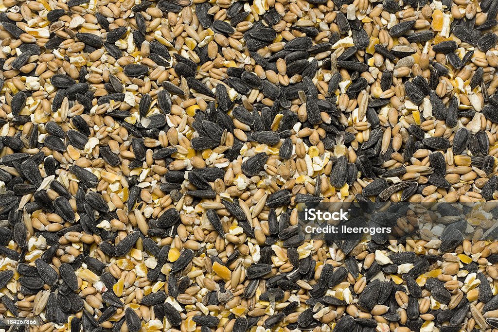 Semilla para pájaros - Foto de stock de Agricultura libre de derechos