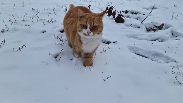 Cute ginger cat walking carefully on the snow seeing his first winter snowfall. Orange kitten outdoors in the snowy garden