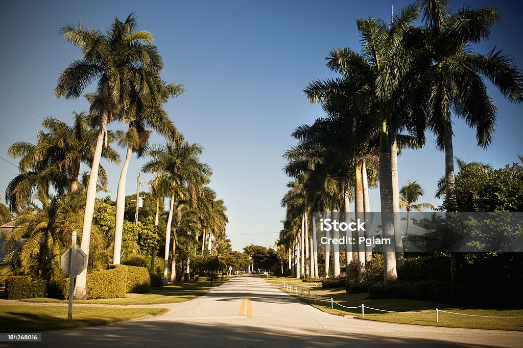 Bordée de palmiers street en Floride - Photo de Floride - Etats-Unis libre de droits