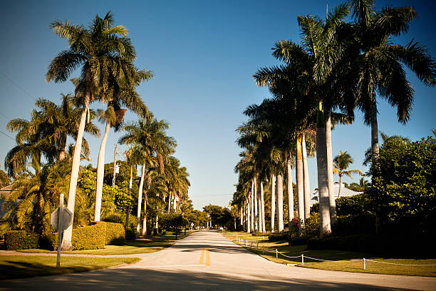 palma foderato strada in florida - fort myers foto e immagini stock